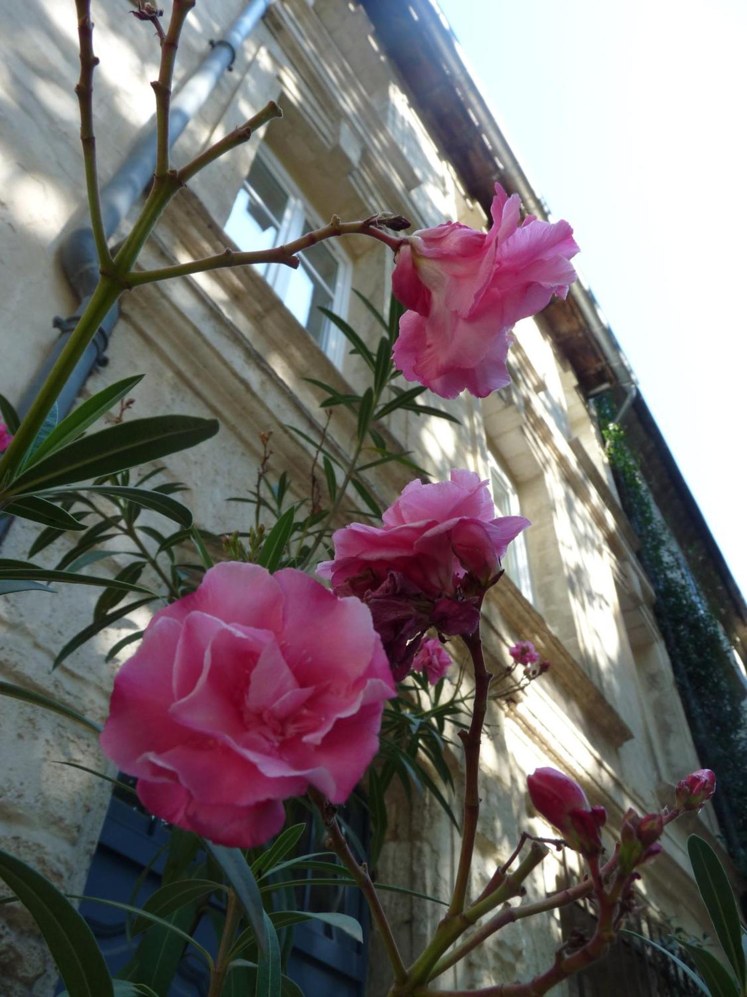 Le Limas Bed & Breakfast Avignon Exterior photo